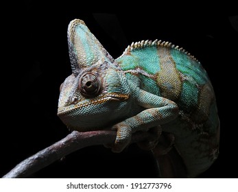 Colorful Chameleon On Black Background