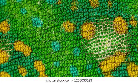 Colorful Chameleon Skin Closeup