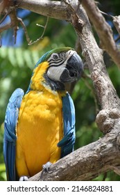 Colorful Chatty Blue And Gold Macaw Parrot Perched In A Tree.