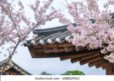 Colorful cherry blossom with korean traditional roof of Hanok village. Korean traditional roof at Hanok village with beautiful cherry blossom in South Korea.