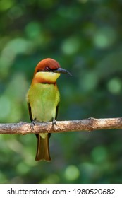 Colorful Chest Nut Headed Bee Eater 