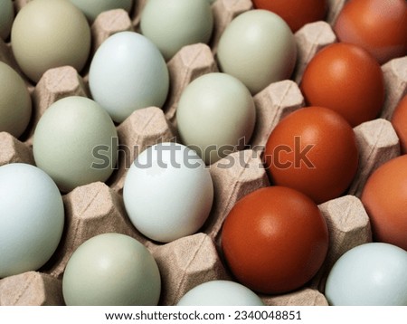 Colorful chicken eggs in cartons tray. Selective focus.