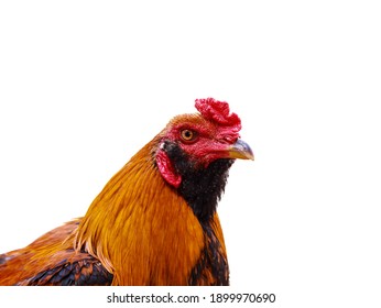 Colorful Chicken Head On A White Background Isolated At Close Range.