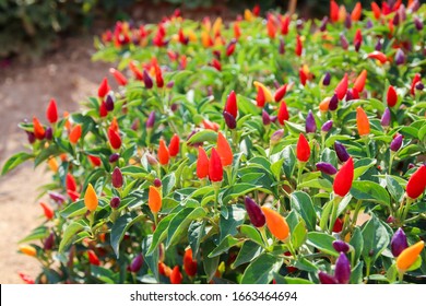 The Colorful Of Chili Plant