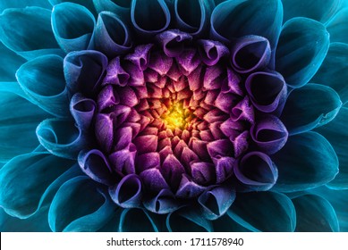 Colorful chrysanthemum flower macro shot. Chrysanthemum rainbow flower background. - Shutterstock ID 1711578940