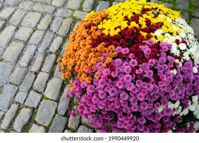 Colorful Chrysanthemum or Oxeye daisy  flower to arrange to sphere for decorated on block stone walkway with ancient floor. - Powered by Shutterstock