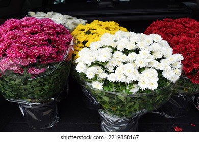 Colorful Chrysanthemums Called Garden Mums In Car Truck. Making Autumn Decoration On Graves. Celebrating All Saints Day. November 1. Autumn Holidays. Souls.