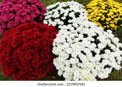 Colorful Chrysanthemums Called Garden Mums. Making Autumn Decoration On Graves. Celebrating All Saints Day. November 1. Autumn Holidays. Souls.