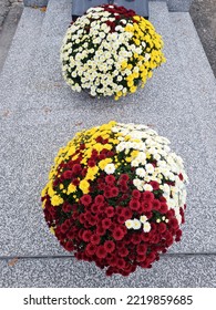 Colorful Chrysanthemums Called Garden Mums On Grave. Making Autumn Decoration On Graves. Celebrating All Saints Day. November 1. Autumn Holidays. Souls.