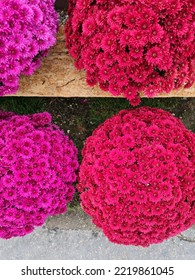 Colorful Chrysanthemums Called Garden Mums On Homemade Sales Counter. Making Autumn Decoration On Graves. Celebrating All Saints Day. November 1. Holidays. Souls.