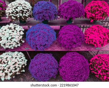 Colorful Chrysanthemums Called Garden Mums On Homemade Sales Counter. Making Autumn Decoration On Graves. Celebrating All Saints Day. November 1. Holidays. Souls.