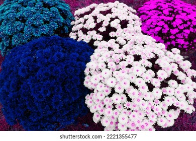 Colorful Chrysanthemums Called Garden Mums. Making Autumn Decoration On Graves. Celebrating All Saints Day. November 1. Autumn Holidays. Souls.