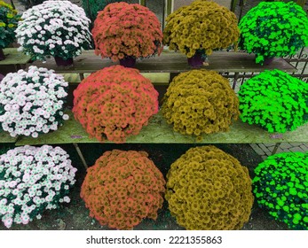 Colorful Chrysanthemums Called Garden Mums On Homemade Sales Counter. Making Autumn Decoration On Graves. Celebrating All Saints Day. November 1. Holidays. Souls.