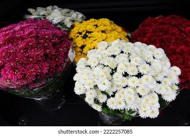 Colorful Chrysanthemums Called Garden Mums In Car Truck. Making Autumn Decoration On Graves. Celebrating All Saints Day. November 1. Autumn Holidays. Souls.