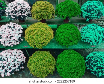 Colorful Chrysanthemums Called Garden Mums On Homemade Sales Counter. Making Autumn Decoration On Graves. Celebrating All Saints Day. November 1. Holidays. Souls.