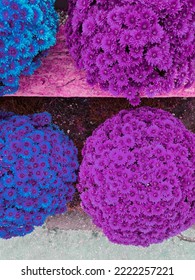 Colorful Chrysanthemums Called Garden Mums On Homemade Sales Counter. Making Autumn Decoration On Graves. Celebrating All Saints Day. November 1. Holidays. Souls.