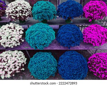 Colorful Chrysanthemums Called Garden Mums On Homemade Sales Counter. Making Autumn Decoration On Graves. Celebrating All Saints Day. November 1. Autumn Holidays. Souls.