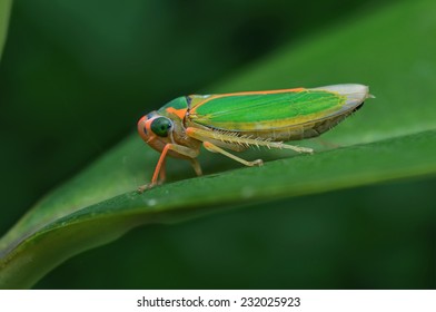 Bộ sưu tập Côn trùng - Page 10 Colorful-cicada-260nw-232025923