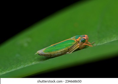Bộ sưu tập Côn trùng - Page 10 Colorful-cicada-260nw-234668650