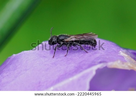 Colorful closeup on a small harebell carpenter bee, Chelostoma campanularum, in a purple Geranium pyrenaicum