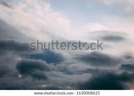 Similar – Migratory birds in the evening sky