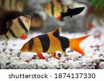 Colorful Clown Loach Fish - Botia macracanthus