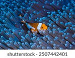 A colorful clownfish is gracefully swimming across a vibrant, blue living reef. The coral is full of life, creating a mesmerizing underwater scene.