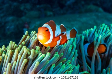 Colorful Clownfish hiding in their host anemone on a tropical coral reef - Shutterstock ID 1081667126