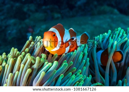 Colorful Clownfish hiding in their host anemone on a tropical coral reef
