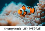 Colorful Clownfish Swimming Among Soft Ocean Anemones