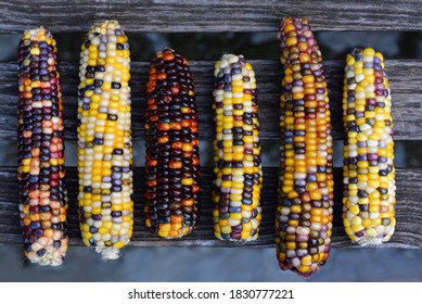 Colorful cob of ornamental corn are photographed from above and lie on wooden latters - Shutterstock ID 1830777221
