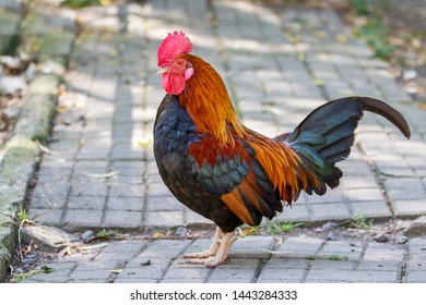 47 Pygmy rooster Images, Stock Photos & Vectors | Shutterstock