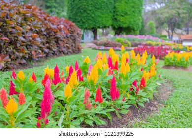 Colorful Cockscomb Flowers Garden With Green Lanscape Background 