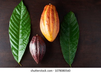 Colorful Cocoa Plant Pods On Dark Wooden Table Above View