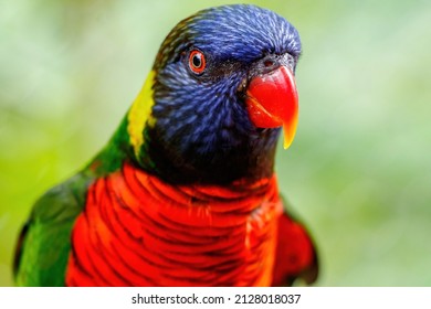 Colorful Coconut Lorikeet in yellow, blue, red, green with an orange beak. Lori bird is a small wild parrot species parakeet can be caged and domesticated but is an exotic pet requiring a license.