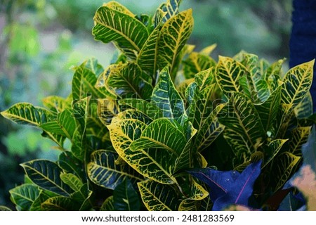 Colorful Codiaeum variegatum with normal call fire croton, garden croton, or variegated croton in gardening. It is a tropical, evergreen, monoecious shrub growing local in asia.