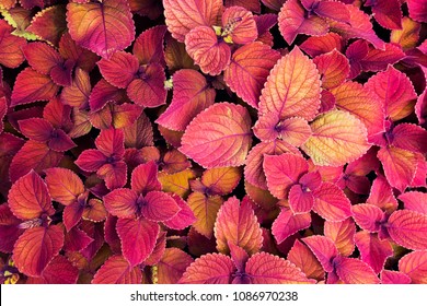 Colorful Coleus Plants. Lavish Carpet Of Red Outdoor Plants.