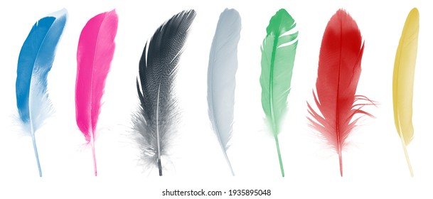 Colorful collection feathers  isolated on white background 
