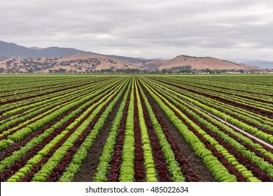 Colorful (colourful) Fields Of Lettuce Crops (plants), Including Green, Red And Purple Varieties, Grow In Rows In Salinas Valley Of Central California, With Background Rolling Hills (foothills).