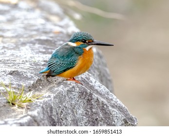 colorful common kingfisher, Alcedo atthis bengalensis, perches on a foot bridge over a small backwater of the Tama River in Tokyo, Japan