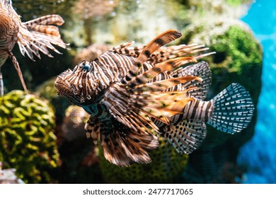 Colorful of Common Lionfish (Turkeyfish, Red Lionfish) Pterois volitans in tropical coral reef blue sea background - Powered by Shutterstock