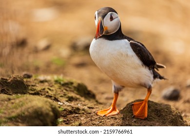 Colorful common Puffin (Fratercula arctica) standing near its burrow in late spring (Skomer, Wales, UK)