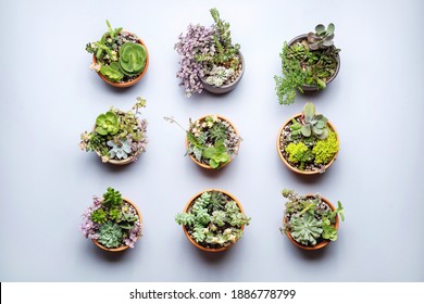 Colorful compilation of succulent plants in terracotta pot. Flat lay plants. - Powered by Shutterstock