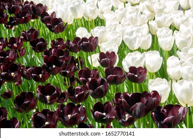Colorful contrasting background of white and black tulips at the tulip festival in Istanbul, Turkey