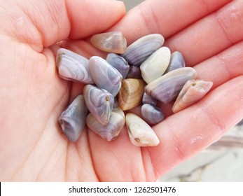 Colorful Coquina Clams At Mustang Island State Park