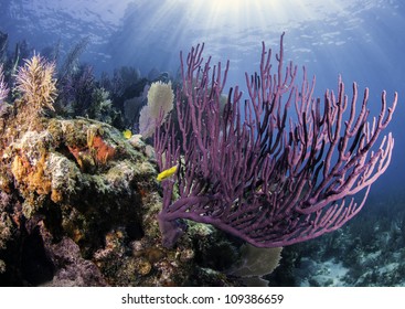 Colorful coral with blue water background and sun rays shining through the surface in Key Largo, Florida.