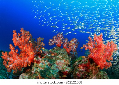 Colorful Coral Reef