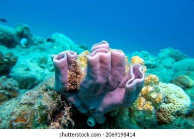 Colorful Coral Reef At The Bottom Of Tropical Sea, Pink Tube  Sea Sponge, Underwater Landscape