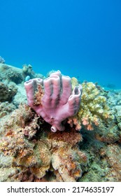 Colorful Coral Reef At The Bottom Of Tropical Sea, Pink Tube  Sea Sponge, Underwater Landscape