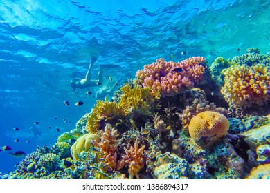 Colorful Coral Reef And Bright Fish